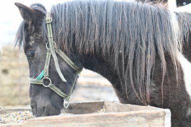 Hayvan çiftliğindeki küçük bir midillinin fotoğrafı, hayvanat bahçesindeki bir at..