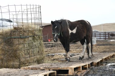 Hayvan çiftliğindeki küçük bir midillinin fotoğrafı, hayvanat bahçesindeki bir at..