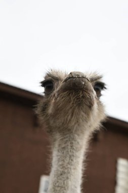 Devekuşu çiftliği. Devekuşları hayvanat bahçesinde yakın plan portre, hayvan çiftliği