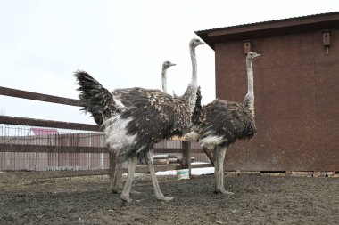 Devekuşu çiftliği. Devekuşları hayvanat bahçesinde yakın plan portre, hayvan çiftliği