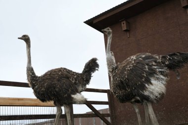 Devekuşu çiftliği. Devekuşları hayvanat bahçesinde yakın plan portre, hayvan çiftliği