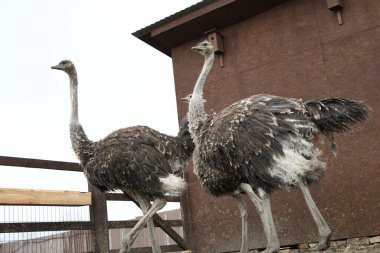 Devekuşu çiftliği. Devekuşları hayvanat bahçesinde yakın plan portre, hayvan çiftliği