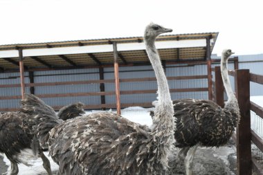 Devekuşu çiftliği. Devekuşları hayvanat bahçesinde yakın plan portre, hayvan çiftliği