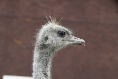 Devekuşu çiftliği. Devekuşları hayvanat bahçesinde yakın plan portre, hayvan çiftliği