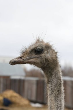 Devekuşu çiftliği. Devekuşları hayvanat bahçesinde yakın plan portre, hayvan çiftliği