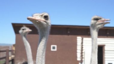 Devekuşları bir hayvan çiftliğinde yürür. Hayvanat bahçesinde devekuşu hareket halinde. Yaklaş.