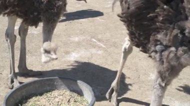 Devekuşları bir hayvan çiftliğinde yürür. Hayvanat bahçesinde devekuşu hareket halinde. Yaklaş.