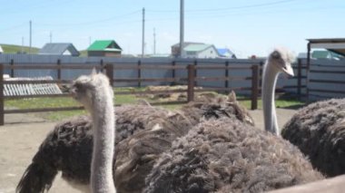 Devekuşları bir hayvan çiftliğinde yürür. Hayvanat bahçesinde devekuşu hareket halinde. Yaklaş.