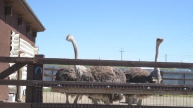 Devekuşları bir hayvan çiftliğinde yürür. Hayvanat bahçesinde devekuşu hareket halinde. Yaklaş.