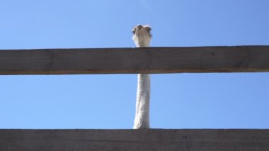Devekuşları bir hayvan çiftliğinde yürür. Hayvanat bahçesinde devekuşu hareket halinde. Yaklaş.