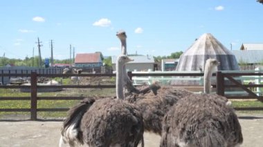 Devekuşları bir hayvan çiftliğinde yürür. Hayvanat bahçesinde devekuşu hareket halinde. Yaklaş.