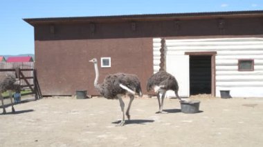 Devekuşları bir hayvan çiftliğinde yürür. Hayvanat bahçesinde devekuşu hareket halinde. Yaklaş.