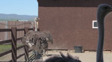 Devekuşları bir hayvan çiftliğinde yürür. Hayvanat bahçesinde devekuşu hareket halinde. Yaklaş.