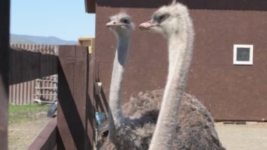 Devekuşları bir hayvan çiftliğinde yürür. Hayvanat bahçesinde devekuşu hareket halinde. Yaklaş.