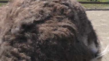 Devekuşları bir hayvan çiftliğinde yürür. Hayvanat bahçesinde devekuşu hareket halinde. Yaklaş.