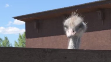 Devekuşları bir hayvan çiftliğinde yürür. Hayvanat bahçesinde devekuşu hareket halinde. Yaklaş.