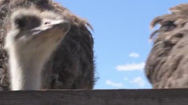 Devekuşları bir hayvan çiftliğinde yürür. Hayvanat bahçesinde devekuşu hareket halinde. Yaklaş.