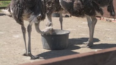 Devekuşları bir hayvan çiftliğinde yürür. Hayvanat bahçesinde devekuşu hareket halinde. Yaklaş.