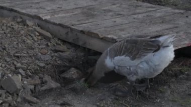 Hayvan çiftliğindeki yeşil çimlerde yerli kaz yürüyor