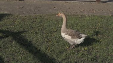 Hayvan çiftliğindeki yeşil çimlerde yerli kaz yürüyor