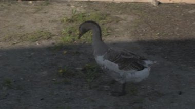 Hayvan çiftliğindeki yeşil çimlerde yerli kaz yürüyor