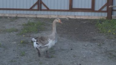 Hayvan çiftliğindeki yeşil çimlerde yerli kaz yürüyor