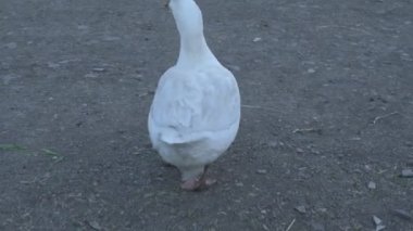 Hayvan çiftliğindeki yeşil çimlerde yerli kaz yürüyor