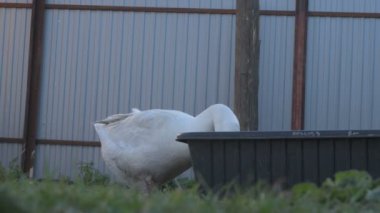 Hayvan çiftliğindeki yeşil çimlerde yerli kaz yürüyor