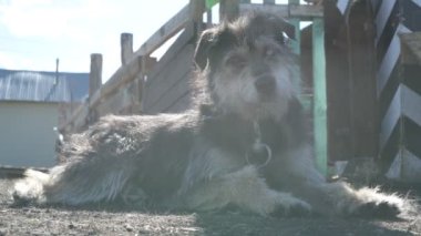 Zincirde farklı renkte gözleri olan komik bir köpek çiftliği koruyor. Hayvanlar hareket halinde