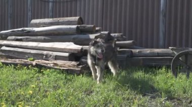 Zincirde farklı renkte gözleri olan komik bir köpek çiftliği koruyor. Hayvanlar hareket halinde