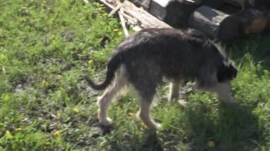Zincirde farklı renkte gözleri olan komik bir köpek çiftliği koruyor. Hayvanlar hareket halinde