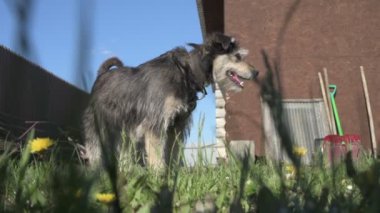 Zincirde farklı renkte gözleri olan komik bir köpek çiftliği koruyor. Hayvanlar hareket halinde