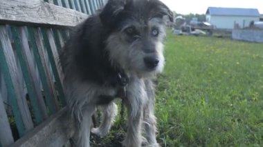 Zincirde farklı renkte gözleri olan komik bir köpek çiftliği koruyor. Hayvanlar hareket halinde