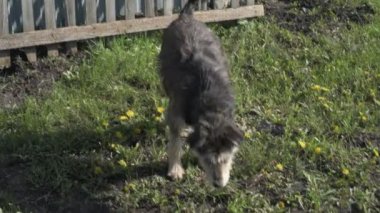 Zincirde farklı renkte gözleri olan komik bir köpek çiftliği koruyor. Hayvanlar hareket halinde