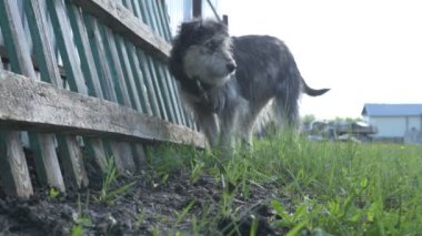 Zincirde farklı renkte gözleri olan komik bir köpek çiftliği koruyor. Hayvanlar hareket halinde