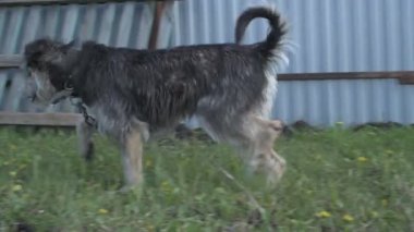 Zincirde farklı renkte gözleri olan komik bir köpek çiftliği koruyor. Hayvanlar hareket halinde