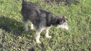 Zincirde farklı renkte gözleri olan komik bir köpek çiftliği koruyor. Hayvanlar hareket halinde