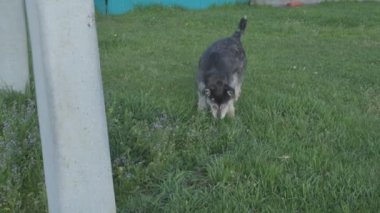 Zincirde farklı renkte gözleri olan komik bir köpek çiftliği koruyor. Hayvanlar hareket halinde