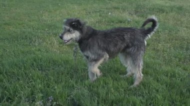 Zincirde farklı renkte gözleri olan komik bir köpek çiftliği koruyor. Hayvanlar hareket halinde