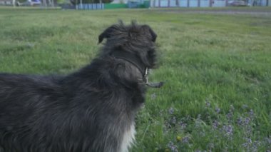 Zincirde farklı renkte gözleri olan komik bir köpek çiftliği koruyor. Hayvanlar hareket halinde