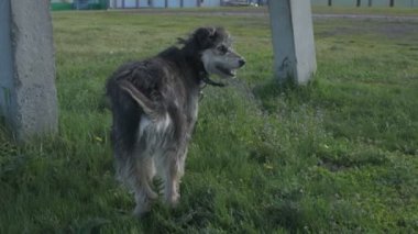 Zincirde farklı renkte gözleri olan komik bir köpek çiftliği koruyor. Hayvanlar hareket halinde