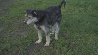 Zincirde farklı renkte gözleri olan komik bir köpek çiftliği koruyor. Hayvanlar hareket halinde