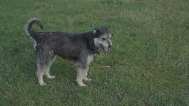 Zincirde farklı renkte gözleri olan komik bir köpek çiftliği koruyor. Hayvanlar hareket halinde