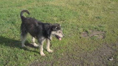 Zincirde farklı renkte gözleri olan komik bir köpek çiftliği koruyor. Hayvanlar hareket halinde