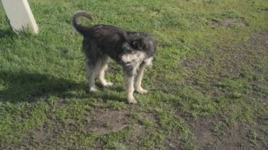 Zincirde farklı renkte gözleri olan komik bir köpek çiftliği koruyor. Hayvanlar hareket halinde