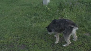 Zincirde farklı renkte gözleri olan komik bir köpek çiftliği koruyor. Hayvanlar hareket halinde