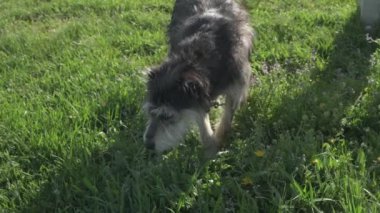 Zincirde farklı renkte gözleri olan komik bir köpek çiftliği koruyor. Hayvanlar hareket halinde