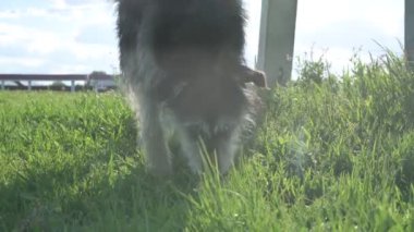 Zincirde farklı renkte gözleri olan komik bir köpek çiftliği koruyor. Hayvanlar hareket halinde