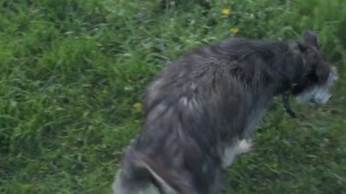 Zincirde farklı renkte gözleri olan komik bir köpek çiftliği koruyor. Hayvanlar hareket halinde