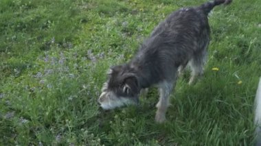 Zincirde farklı renkte gözleri olan komik bir köpek çiftliği koruyor. Hayvanlar hareket halinde